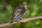 Hihi | Stitchbird. Juvenile. Bushy Park, December 2015. Image © John and Melody Anderson, Wayfarer International Ltd by John and Melody Anderson.