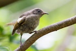 Hihi | Stitchbird. Juvenile female. Tiritiri Matangi Island, February 2014. Image © Laurie Ross by Laurie Ross.