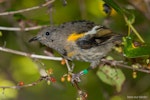 Hihi | Stitchbird. Immature male. Tiritiri Matangi Island, March 2012. Image © John and Melody Anderson, Wayfarer International Ltd by John and Melody Anderson.