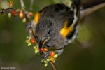 Hihi | Stitchbird. Immature male eating karamu berries. Tiritiri Matangi Island, March 2012. Image © John and Melody Anderson, Wayfarer International Ltd by John and Melody Anderson.