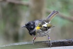 Hihi | Stitchbird. Immature male. Tiritiri Matangi Island, April 2013. Image © David Brooks by David Brooks.