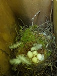 Hihi | Stitchbird. Nest with eggs. Bushy Park, Whanganui, November 2015. Image © Peter Frost by Peter Frost.