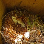 Hihi | Stitchbird. Nest. Bushy Park, Whanganui, October 2015. Image © Peter Frost by Peter Frost.