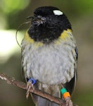 Hihi | Stitchbird. Adult male with sublingual oral fistula (protruding tongue). Karori Sanctuary / Zealandia, November 2017. Image © Robert Hanbury-Sparrow by Robert Hanbury-Sparrow.