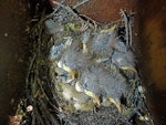 Hihi | Stitchbird. Nest with chicks. Bushy Park, Whanganui, November 2015. Image © Peter Frost by Peter Frost.