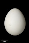 Hihi | Stitchbird. Egg 21.9 x 16.9 mm (NMNZ OR.016032, collected by New Zealand Wildlife Service). Mount Bruce Wildlife Centre, Wairarapa, December 1970. Image © Te Papa by Jean-Claude Stahl.