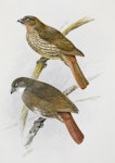 North Island piopio | Piopio. South Island thrush (piopio) / North Island thrush ( piopio). Image 1992-0035-2366/89. United Kingdom. Image © © Te Papa by George Edward Lodge.