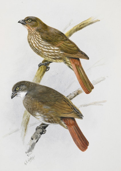 South Island piopio | Piopio. South Island thrush (piopio) / North Island thrush ( piopio). Image 1992-0035-2366/89. United Kingdom. Image © © Te Papa by George Edward Lodge.