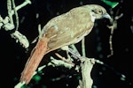 North Island piopio | Piopio. Mounted adult specimen. Wellington, May 1978. Image © Department of Conservation (image ref: 10031193) by John Kendrick, Department of Conservation.