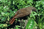 North Island piopio | Piopio. Mounted adult specimen. Wellington, October 1971. Image © Department of Conservation (image ref: 10031194) by John Kendrick, Department of Conservation.