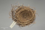 South Island piopio | Piopio. Nest, no data. Acquisition history unknown. Specimen registration no. OR.027635; image no. MA_I213880. Otago Province. Image © Te Papa.