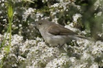 Grey warbler | Riroriro. Juvenile hunting insects among kanuka flowers. Sinclair Wetlands, Otago, December 2012. Image © Steve Attwood by Steve Attwood.