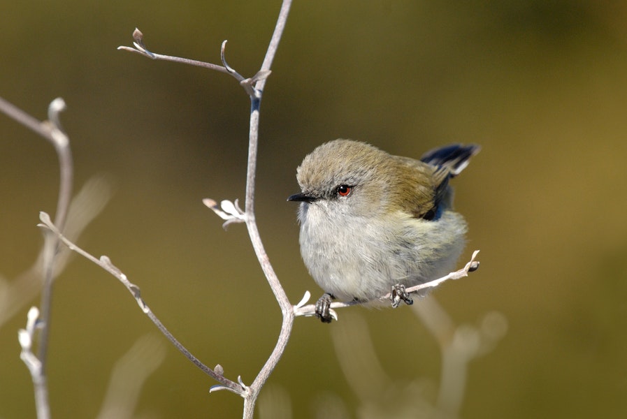 Grey warbler | Riroriro. Adult. Central Otago, August 2011. Image © Craig McKenzie by Craig McKenzie.