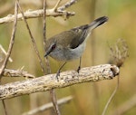 Grey warbler | Riroriro. Adult. Wanganui, September 2012. Image © Ormond Torr by Ormond Torr.