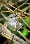 Grey warbler | Riroriro. Adult male. Ohakune, December 2014. Image © Oscar Thomas by Oscar Thomas.