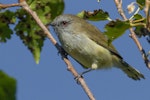 Grey warbler | Riroriro. Adult. Mount Cook National Park, April 2012. Image © Kevin B Agar by Kevin B Agar.