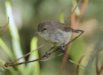 Grey warbler | Riroriro. Adult. Catlins River walk, Catlins, March 2023. Image © Glenn Pure by Glenn Pure.