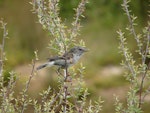 Grey warbler | Riroriro. Adult male singing. Tawharanui Regional Park, Auckland, November 2007. Image © Michael Anderson by Michael Anderson.