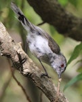 Grey warbler | Riroriro. Adult with a caterpillar. Eastbourne, December 2015. Image © Robert Hanbury-Sparrow by Robert Hanbury-Sparrow.