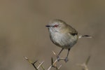 Grey warbler | Riroriro. Adult. Hawdon Valley, April 2018. Image © Oscar Thomas by Oscar Thomas.