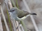 Grey warbler | Riroriro. Adult on reeds. Nelson sewage ponds, July 2015. Image © Rebecca Bowater by Rebecca Bowater FPSNZ AFIAP.