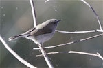 Grey warbler | Riroriro. Adult searching spider web for food. Harts Creek, Lake Ellesmere, June 2012. Image © Steve Attwood by Steve Attwood.