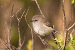 Grey warbler | Riroriro. Adult male. Rangitaiki Conservation Area, May 2006. Image © Neil Fitzgerald by Neil Fitzgerald.