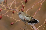 Grey warbler | Riroriro. Adult showing white tipped tail feathers. Bendigo, Central Otago, August 2011. Image © Craig McKenzie by Craig McKenzie.