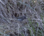 Grey warbler | Riroriro. Adult foraging among grass. A'Deanes Bush, Central Hawkes Bay, August 2016. Image © Cheryl Walton by Cheryl Walton.