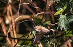 Grey warbler | Riroriro. Adult in flight. Hunterville, Rangitikei, July 2015. Image © Sandy Abbot by Sandy Abbot.