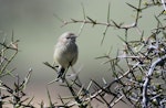 Grey warbler | Riroriro. Adult. Mt Sunday, Ashburton lakes, April 2023. Image © Ben Ackerley by Ben Ackerley.