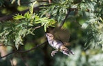 Grey warbler | Riroriro. Adult in flight. Hunterville, Rangitikei, July 2015. Image © Sandy Abbot by Sandy Abbot.