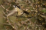 Grey warbler | Riroriro. Adult taking flight. Dunedin, July 2012. Image © Craig McKenzie by Craig McKenzie.