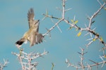 Grey warbler | Riroriro. Adult in flight. Wairepo Arm, Lake Ruataniwha, Twizel, May 2015. Image © Shellie Evans by Shellie Evans.