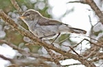 Grey warbler | Riroriro. Fledgling. Cape Kidnappers, January 2011. Image © Dick Porter by Dick Porter.