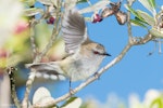 Grey warbler | Riroriro. Adult with wing raised. Tawharanui Regional Park, September 2013. Image © John and Melody Anderson, Wayfarer International Ltd by John and Melody Anderson.