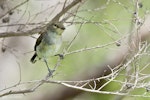 Grey warbler | Riroriro. Fledgling. Tawharanui Regional Park, December 2015. Image © John and Melody Anderson, Wayfarer International Ltd by John and Melody Anderson.