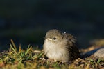 Grey warbler | Riroriro. Chick just fledged. Lake Alexandrina, November 2014. Image © Glenda Rees by Glenda Rees.