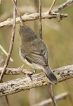 Grey warbler | Riroriro. Adult. Wanganui, September 2012. Image © Ormond Torr by Ormond Torr.