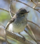 Grey warbler | Riroriro. Juvenile. Foxton Beach, November 2016. Image © Imogen Warren by Imogen Warren.