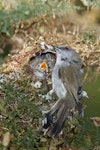 Grey warbler | Riroriro. Adult at nest with chicks begging inside. Waikato, October 2011. Image © Neil Fitzgerald by Neil Fitzgerald.