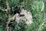 Grey warbler | Riroriro. Adult at nest. Pukepuke Lagoon, Manawatu, September 1969. Image © Department of Conservation (image ref: 10031556) by John Kendrick.