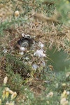 Grey warbler | Riroriro. Chick peering from nest. Waikato, October 2011. Image © Neil Fitzgerald by Neil Fitzgerald.