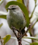 Chatham Island warbler. Adult male. Pitt Island, December 2010. Image © Duncan Watson by Duncan Watson.