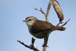 Chatham Island warbler. Adult male. Mangere Island, Chatham Islands, November 2022. Image © Steve Pilkington by Steve Pilkington.