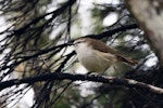 Chatham Island warbler. Adult male. Chatham Island, May 2019. Image © Edin Whitehead by Edin Whitehead.