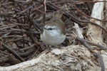 Chatham Island warbler. Adult male. Rangatira Island, Chatham Islands, October 2020. Image © James Russell by James Russell.