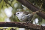 Chatham Island warbler. Adult male. Sweetwater, Chatham Island, January 2022. Image © Oscar Thomas by Oscar Thomas.