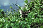 Chatham Island warbler. Adult male. Mangere Island, Chatham Islands, October 1980. Image © Department of Conservation by Dave Crouchley.