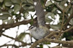 Chatham Island warbler. Adult male showing underwing. Rangatira Island, Chatham Islands, January 2011. Image © Art Polkanov by Art Polkanov.